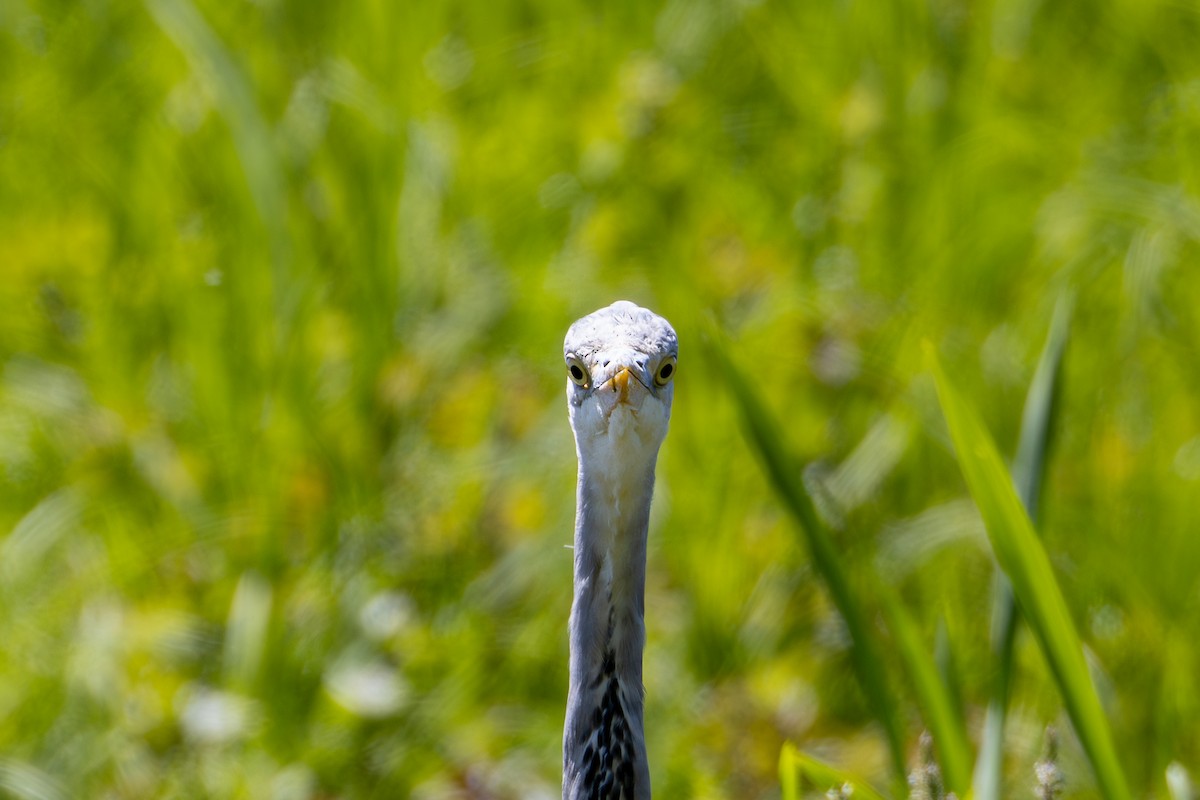 Gray Heron - ML620223871