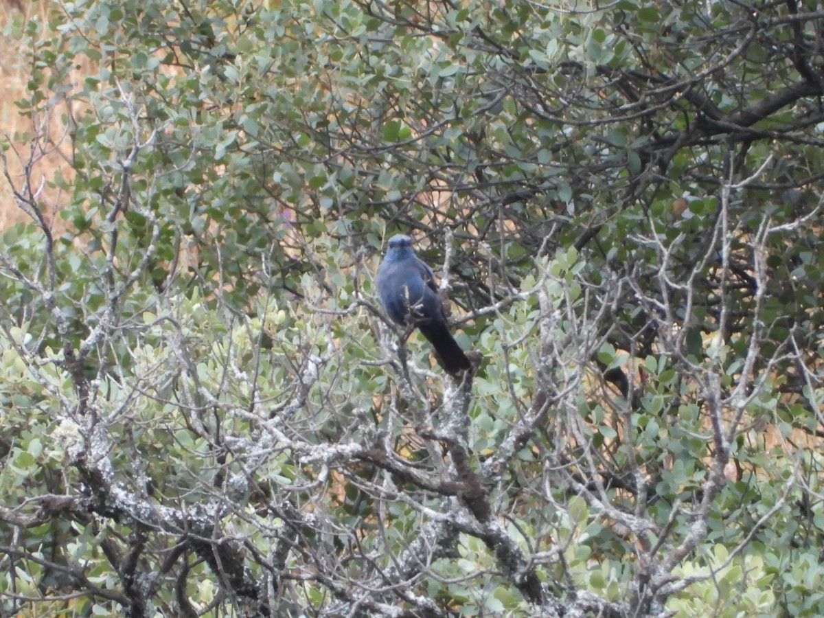 Blue Rock-Thrush - ML620223875