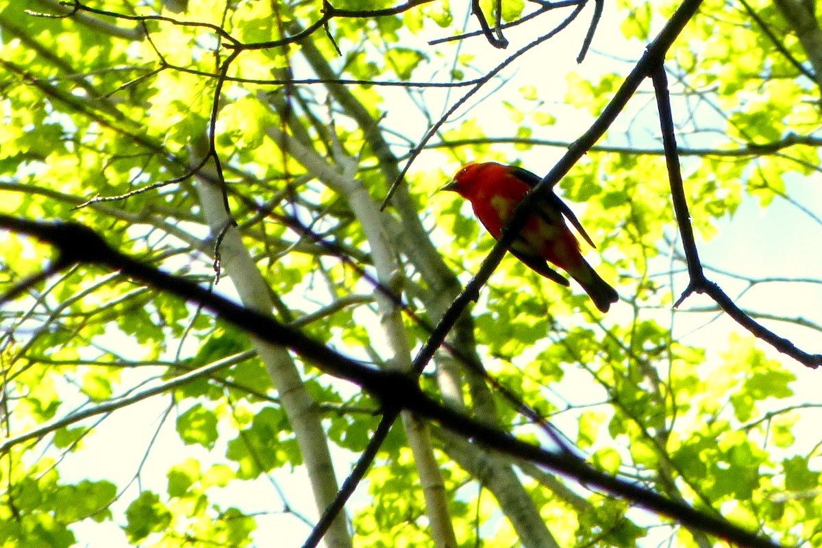 Scarlet Tanager - ML620223883