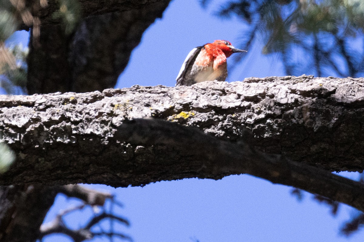 Pic à poitrine rouge - ML620223888