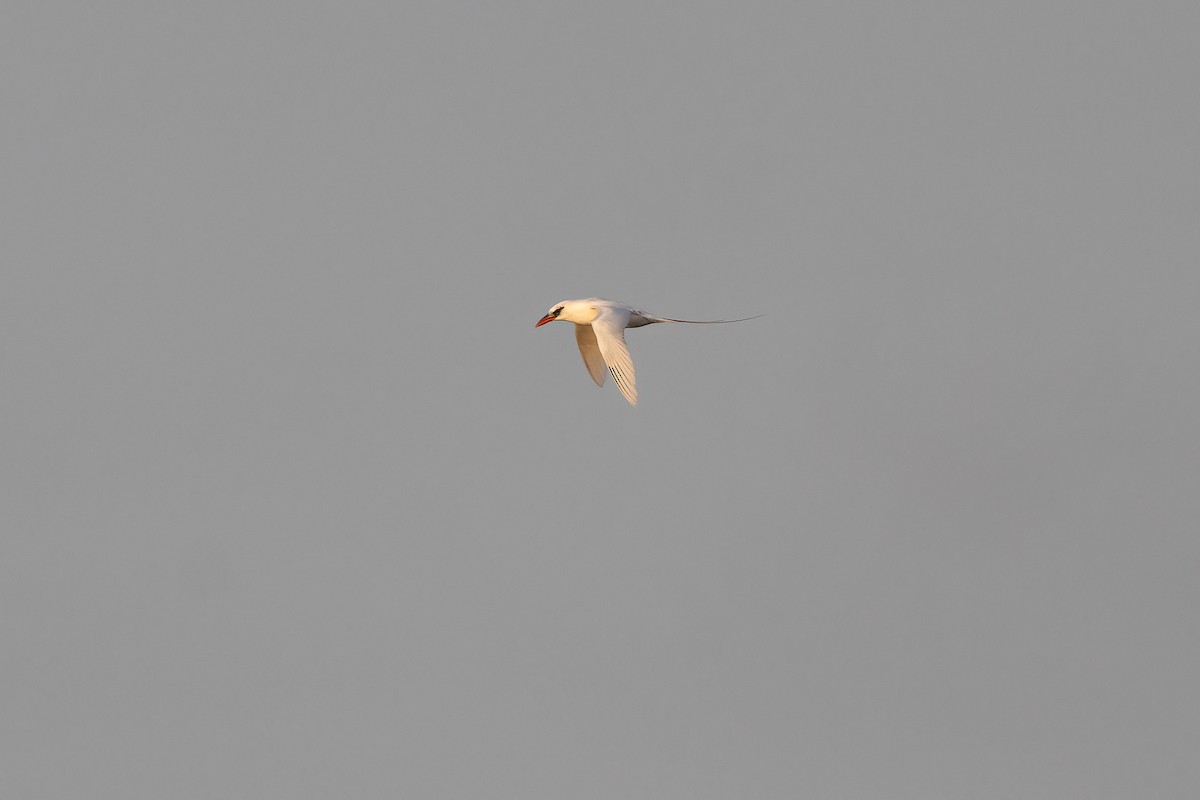 Red-tailed Tropicbird - ML620223891