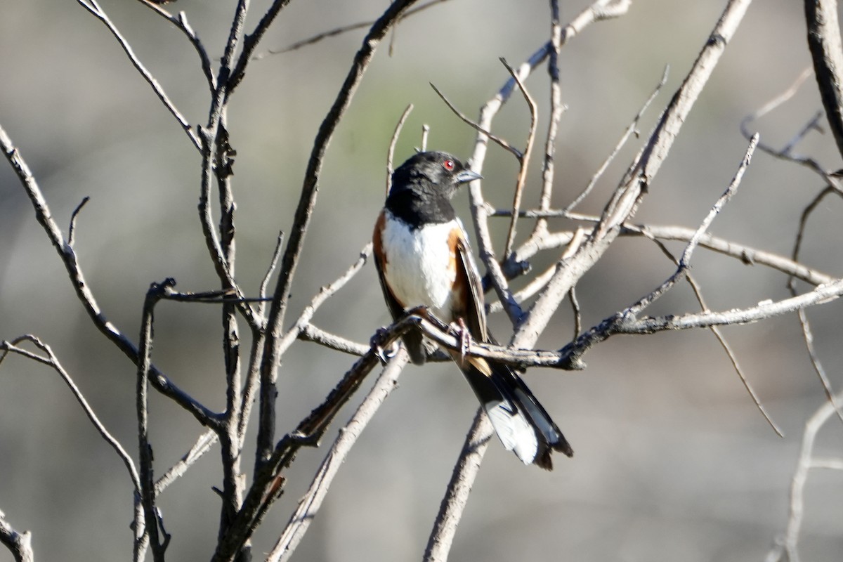Spotted Towhee - ML620223893