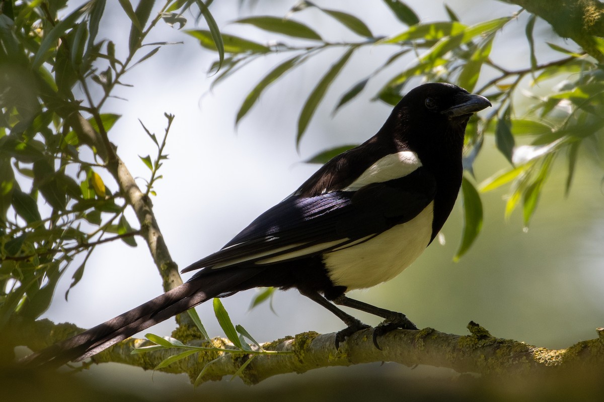 Eurasian Magpie - ML620223897