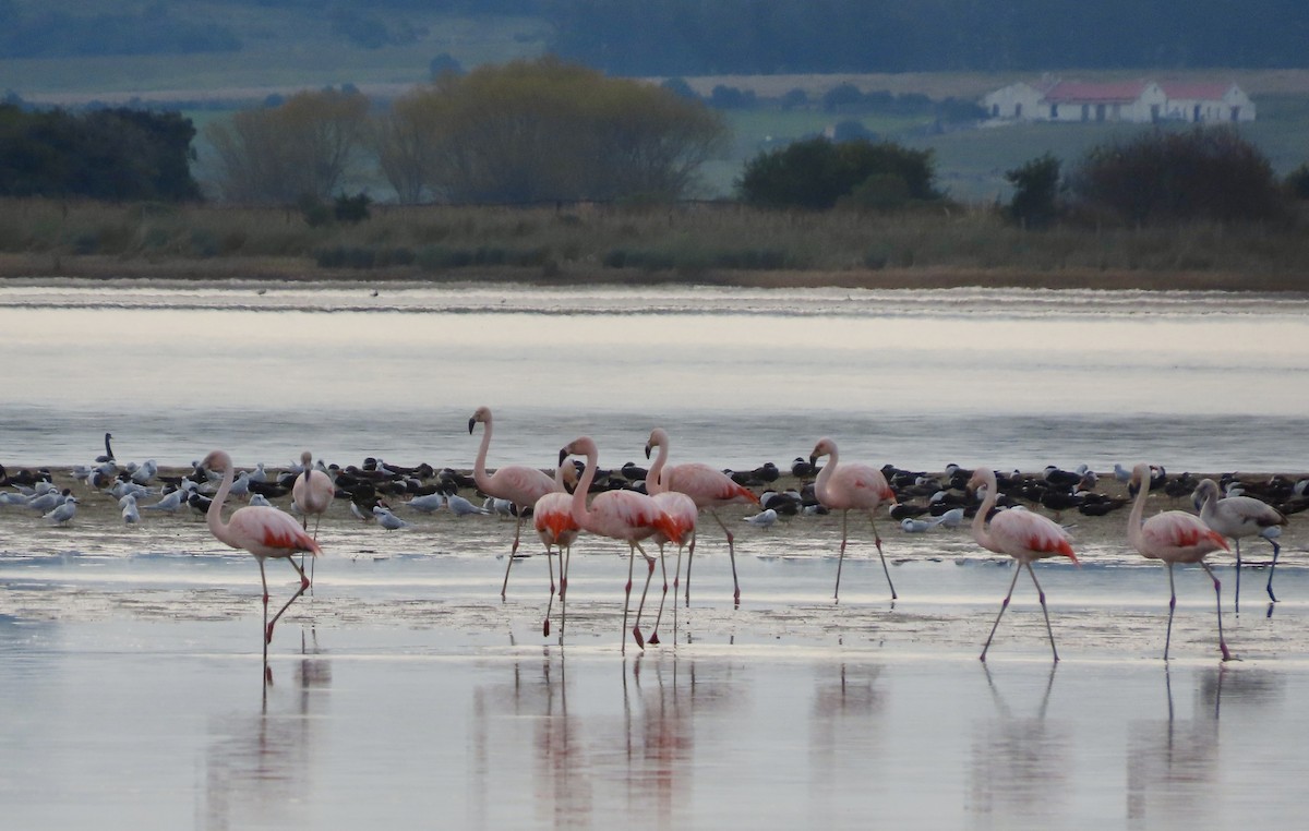 Şili Flamingosu - ML620223901