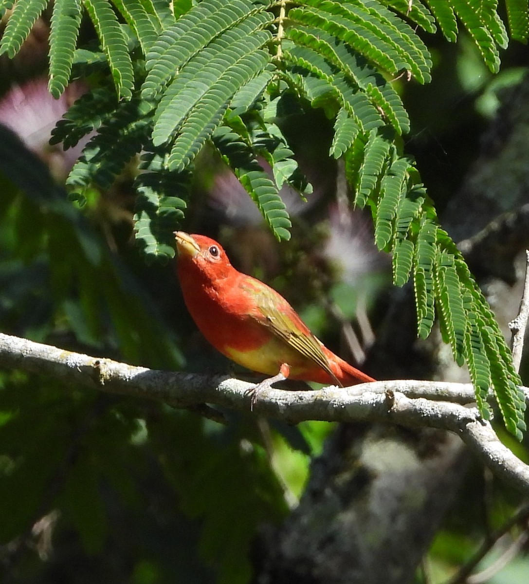 Summer Tanager - David Gravermoen