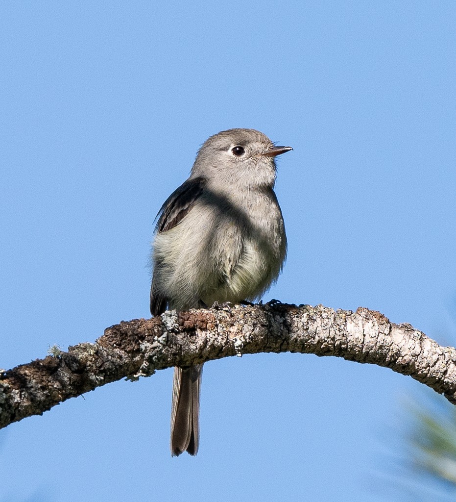 Hammond's Flycatcher - ML620223904