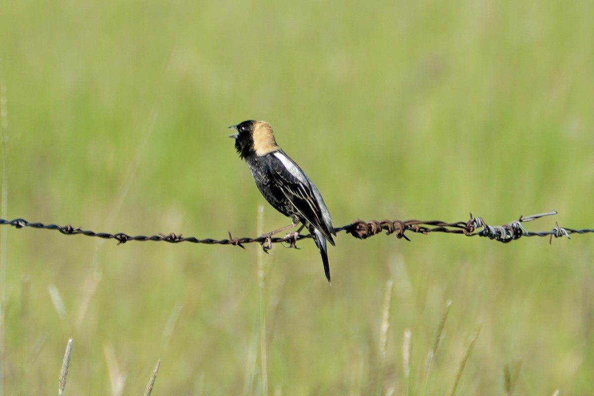 Bobolink - ML620223906