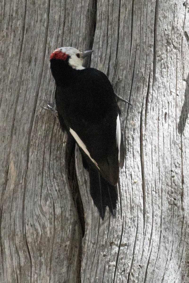 White-headed Woodpecker - ML620223910