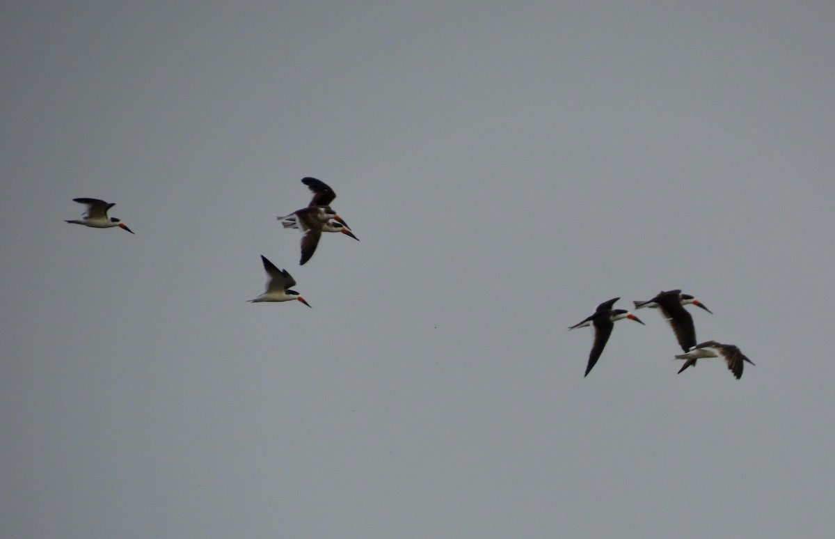 Black Skimmer - ML620223930