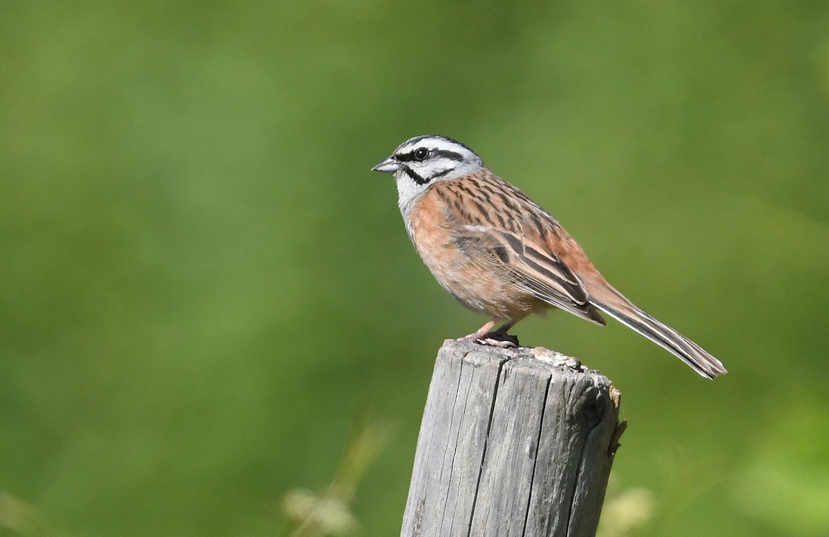 Rock Bunting - ML620223961