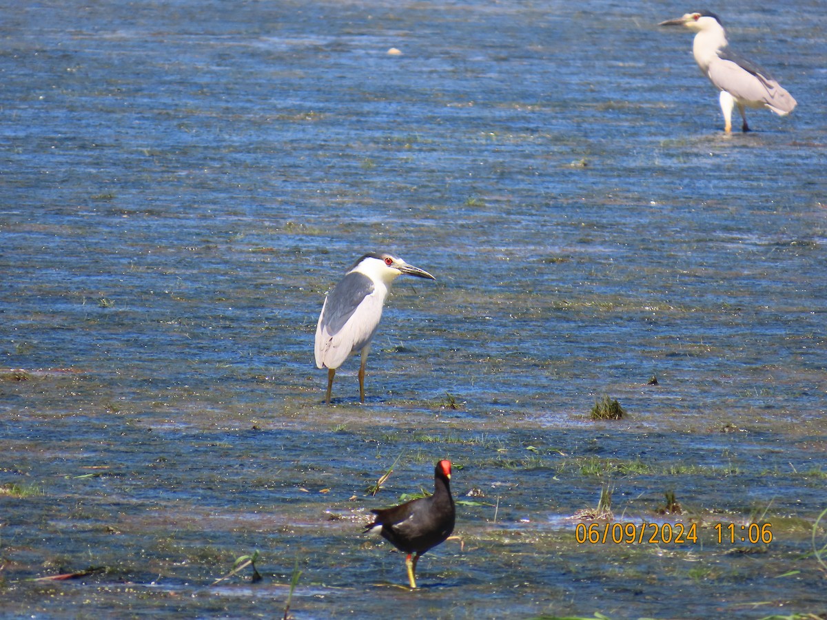 Black-crowned Night Heron - ML620223963