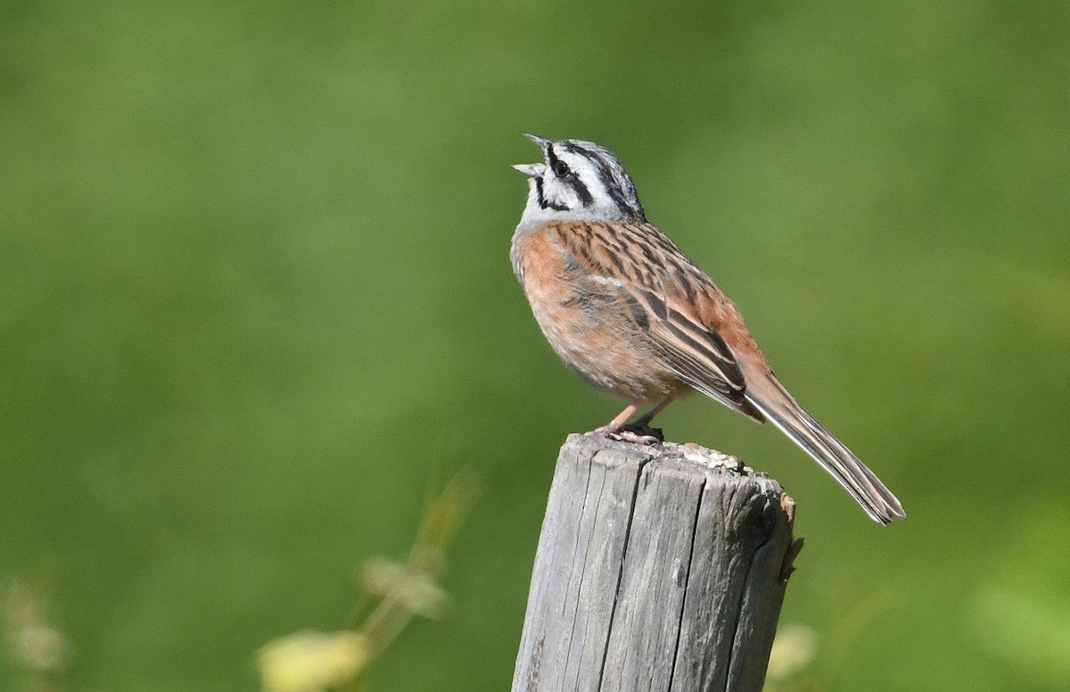 Rock Bunting - ML620223964