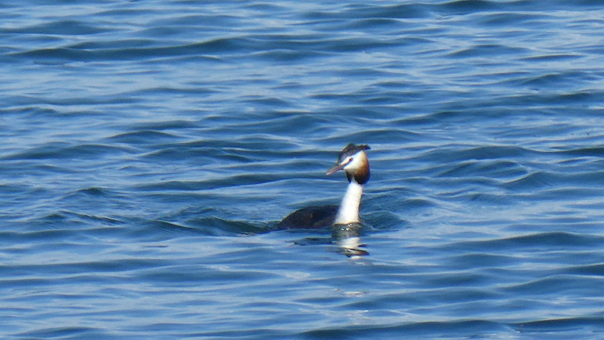 Great Crested Grebe - ML620223967
