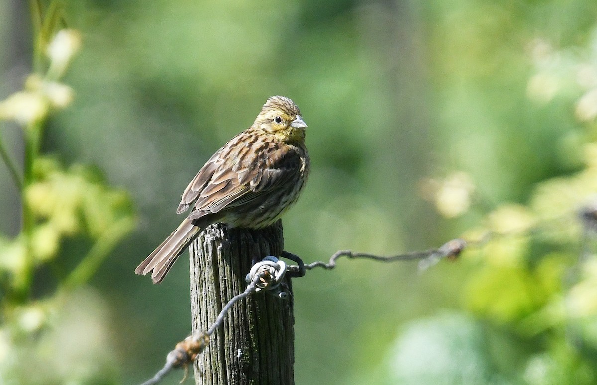 Cirl Bunting - ML620223968