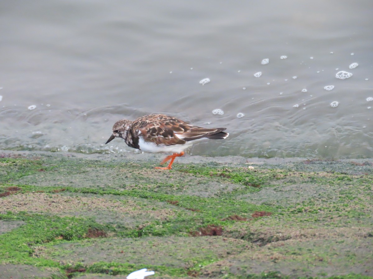 Ruddy Turnstone - ML620223974