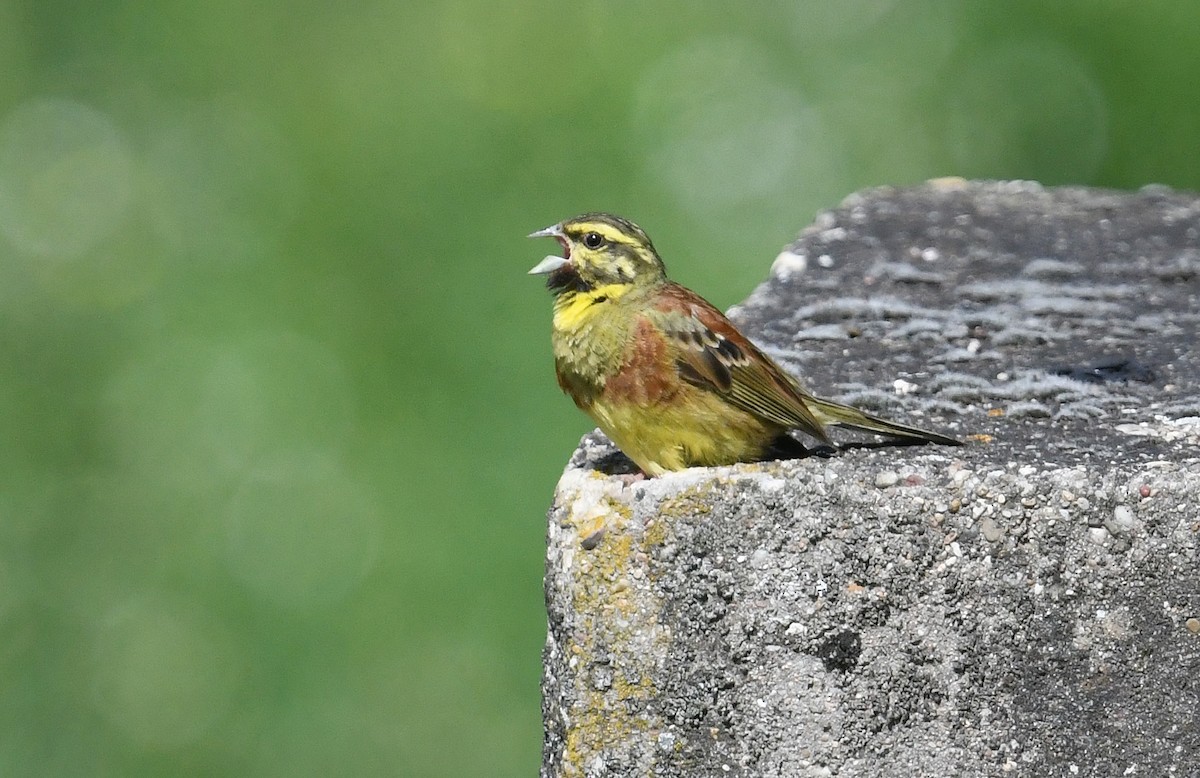 Cirl Bunting - ML620223976