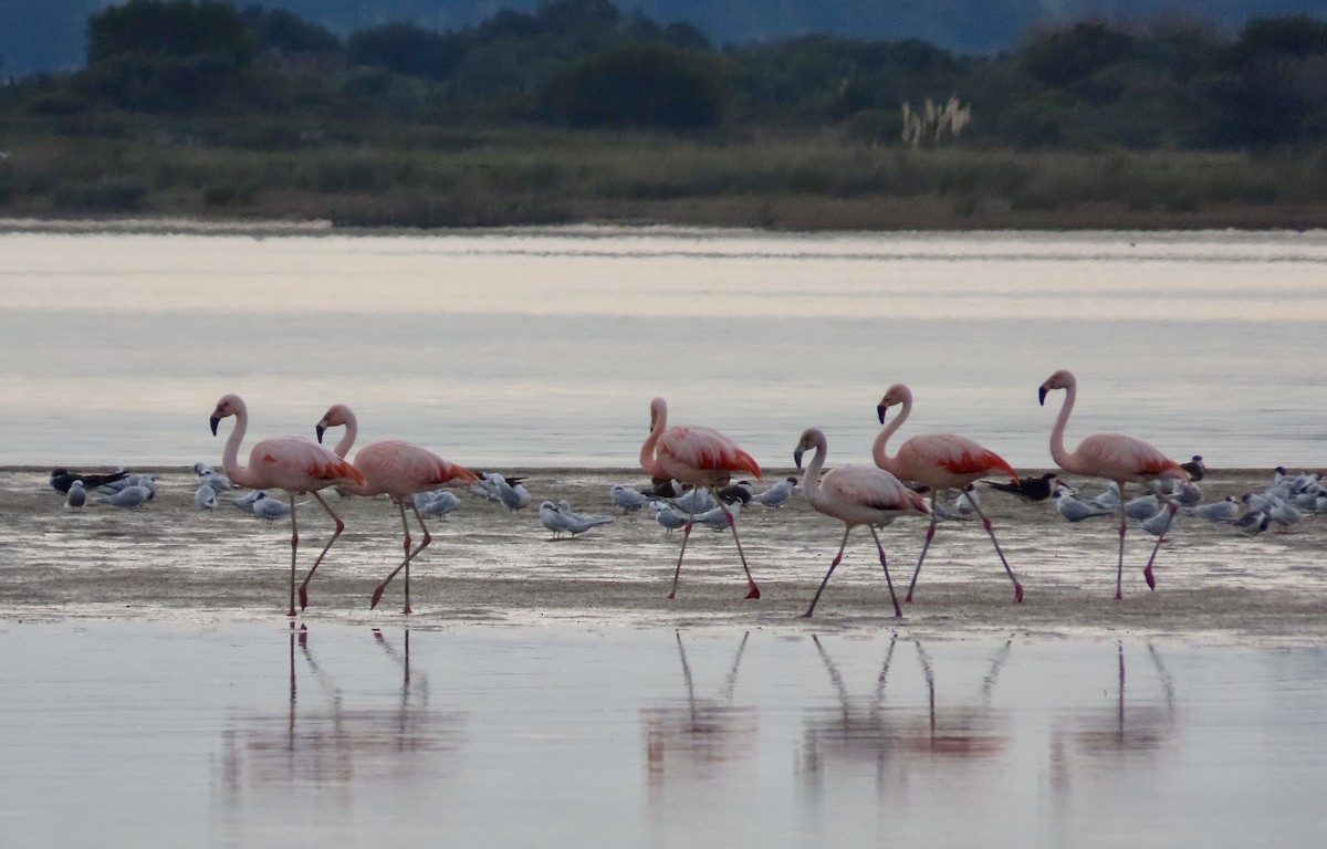 Chilean Flamingo - ML620223991