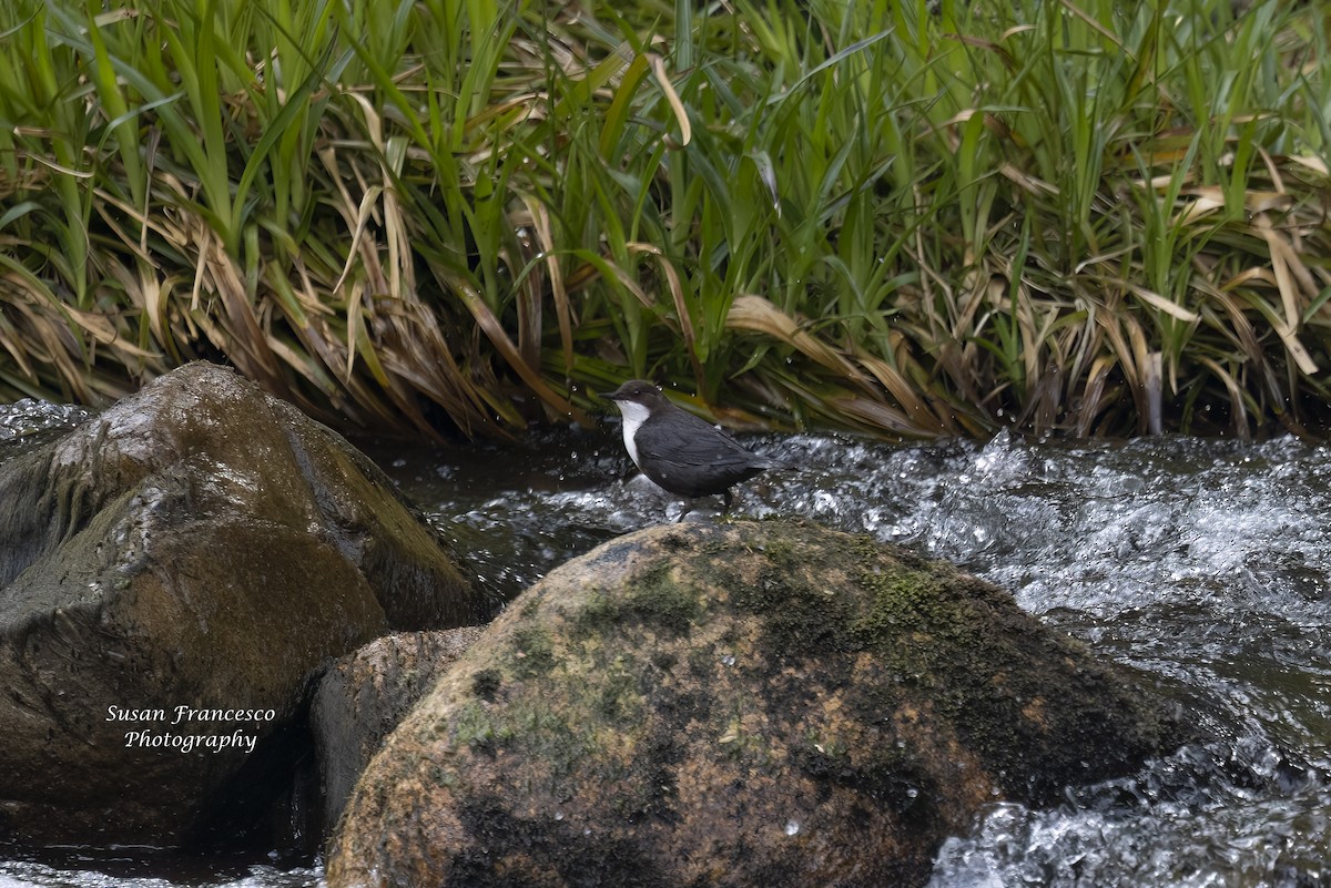 White-throated Dipper - ML620224010