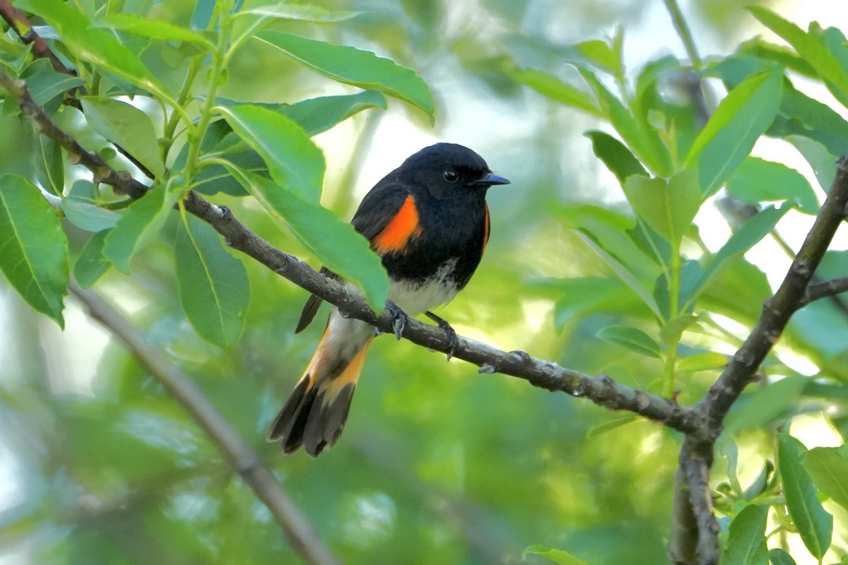 American Redstart - ML620224016