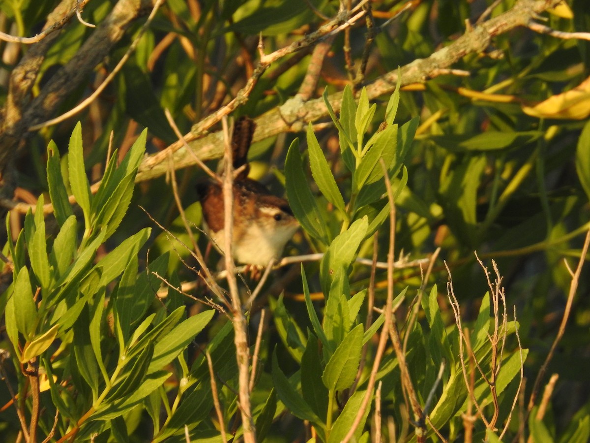 Marsh Wren - ML620224017