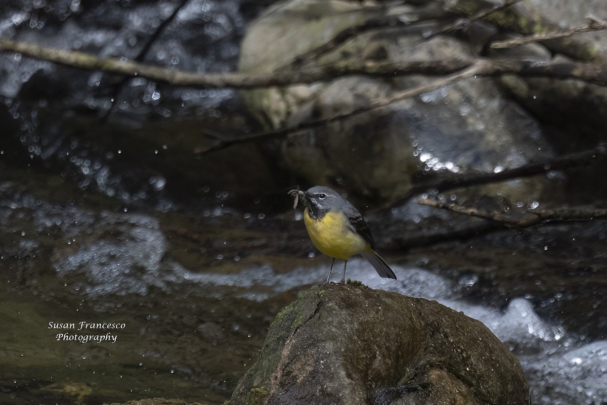 Gray Wagtail - ML620224025