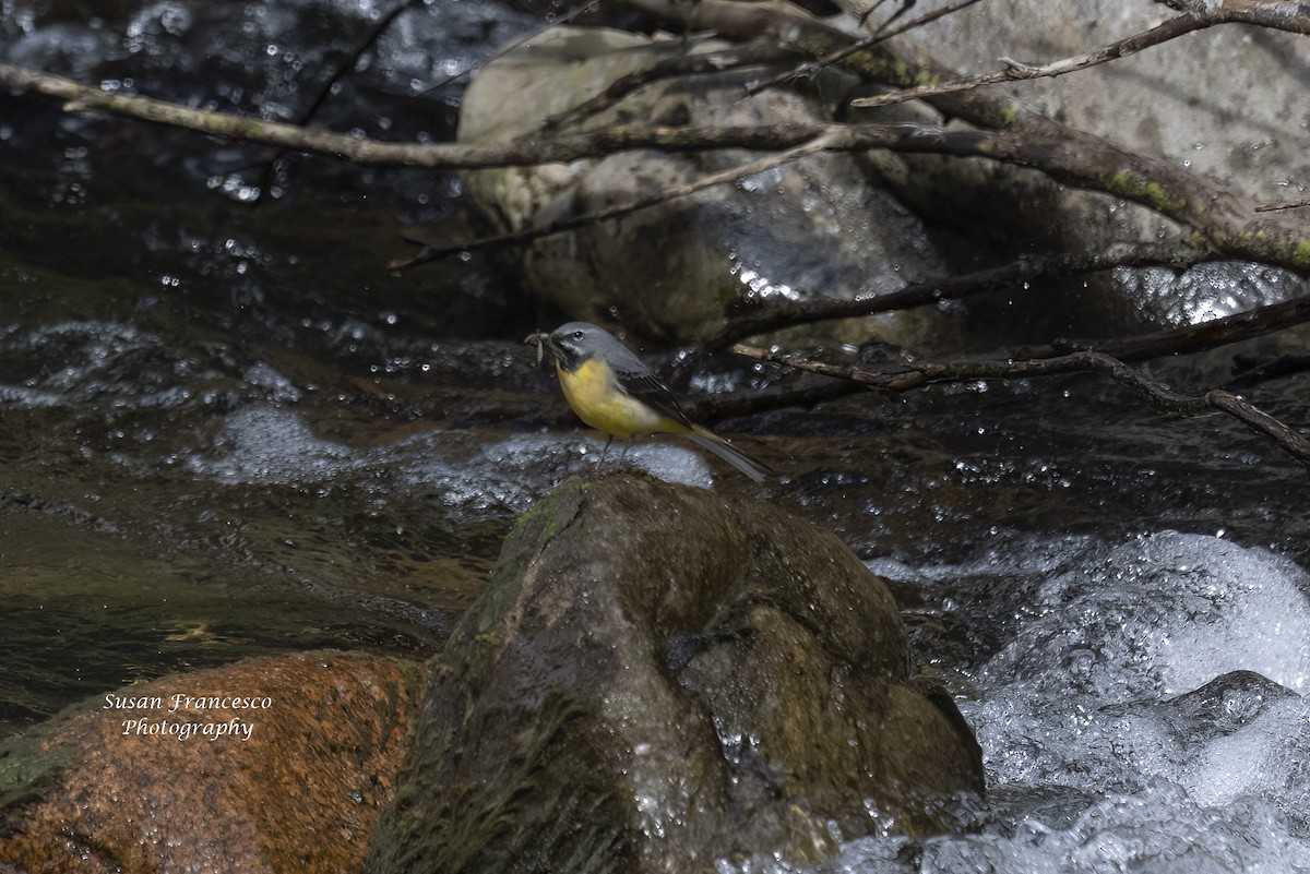 Gray Wagtail - ML620224026