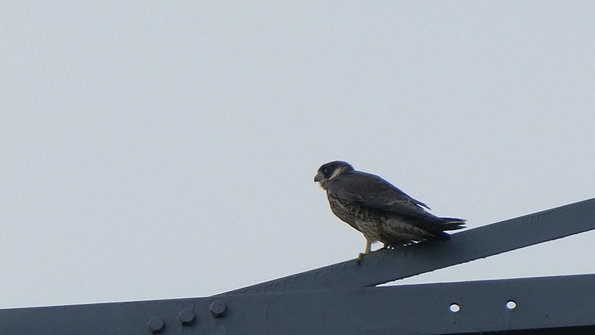 Peregrine Falcon - ML620224044