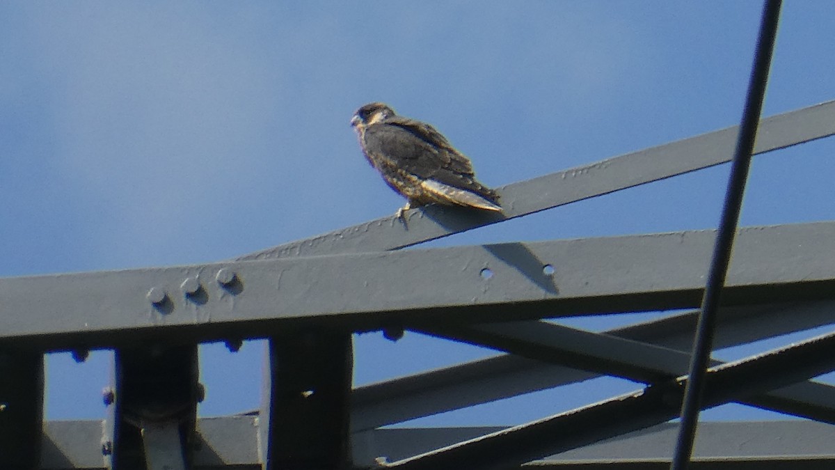 Peregrine Falcon - ML620224045