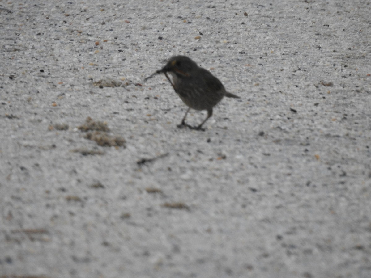 Seaside Sparrow - ML620224055