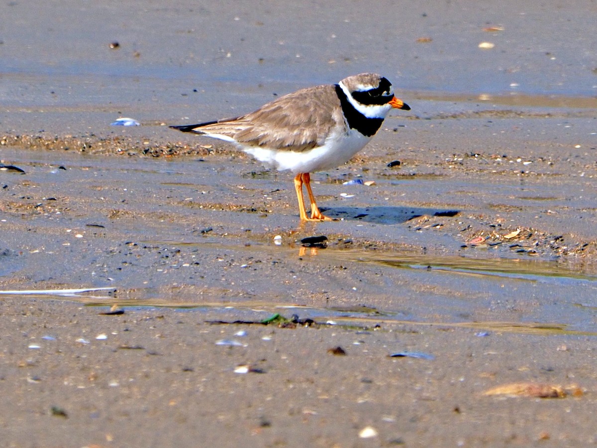 Common Ringed Plover - ML620224084