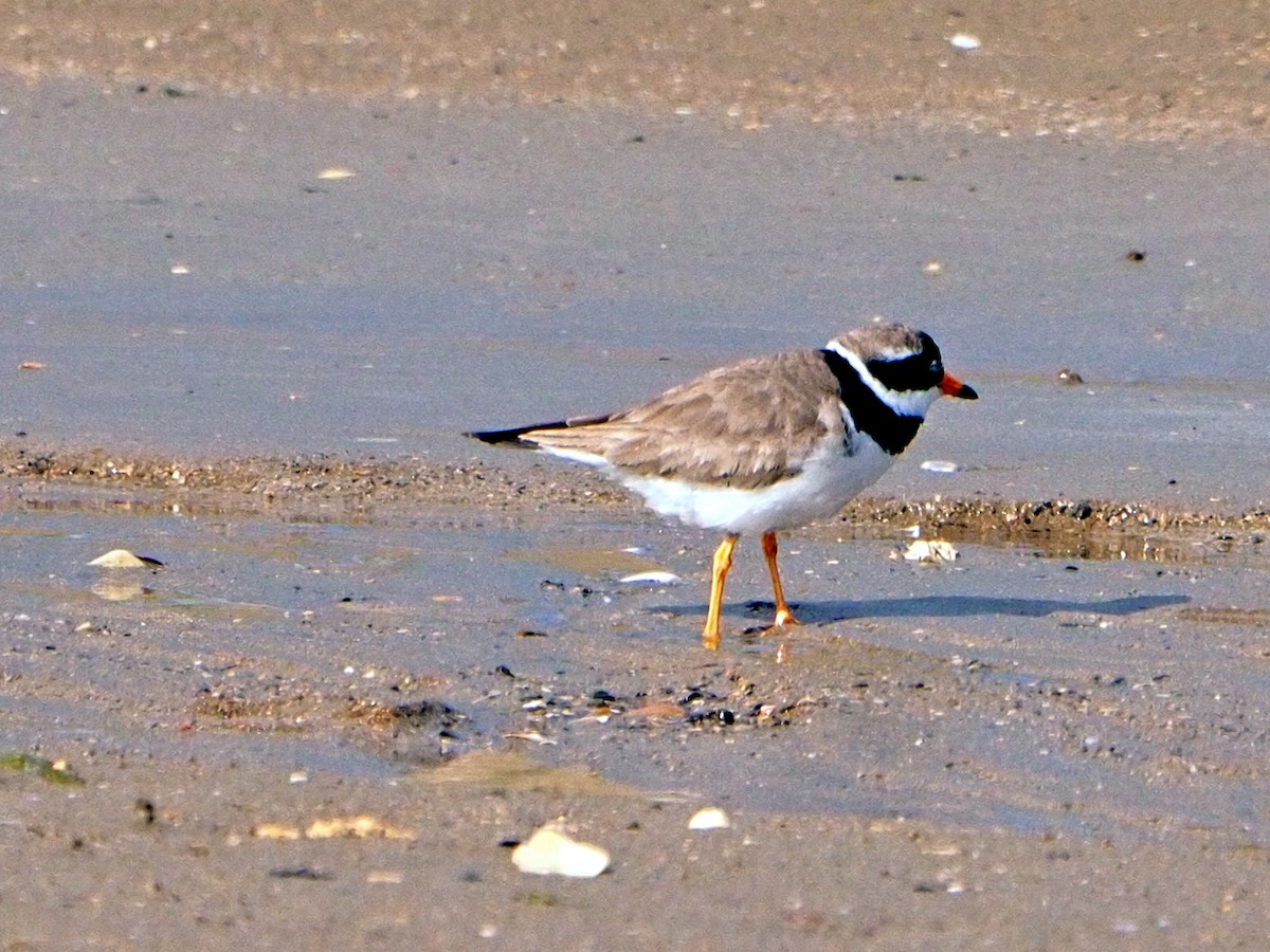 Common Ringed Plover - ML620224085
