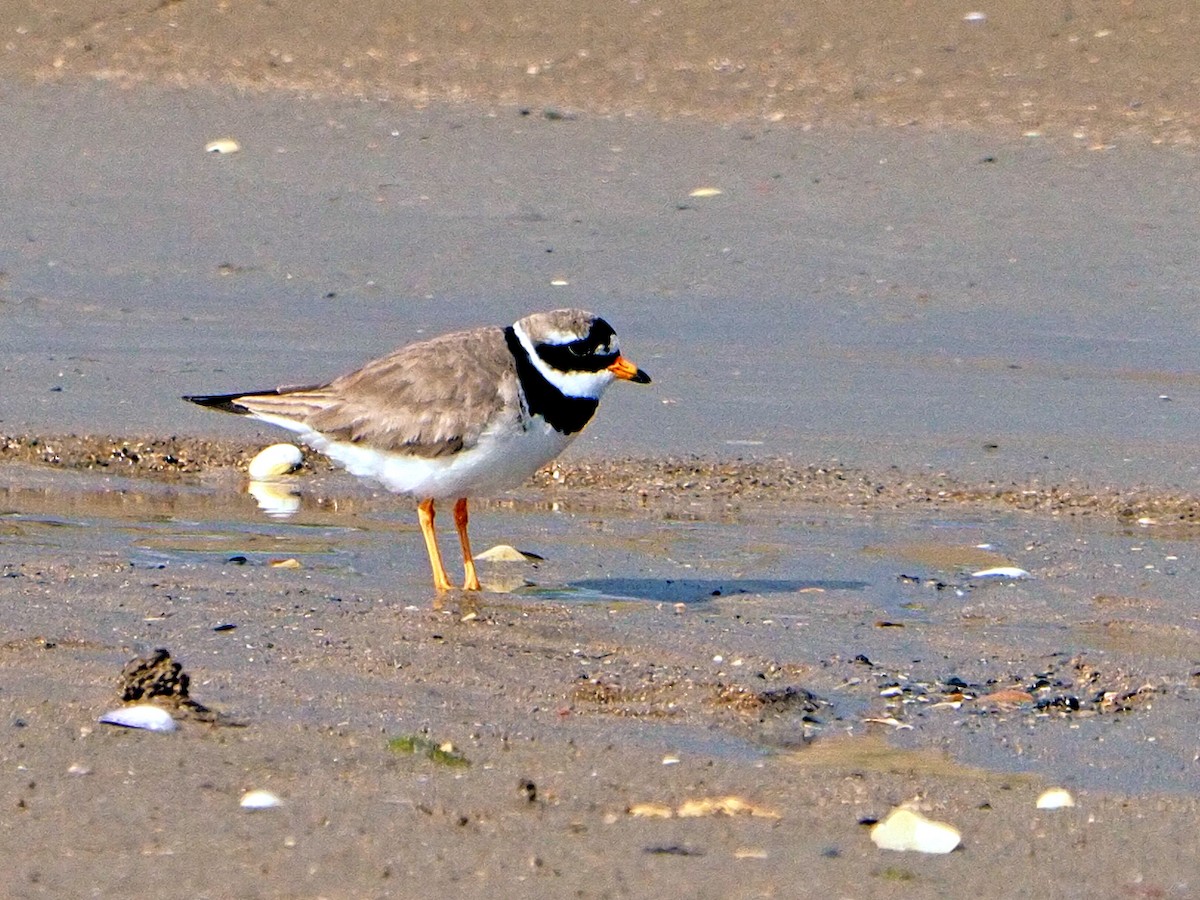 Common Ringed Plover - ML620224086