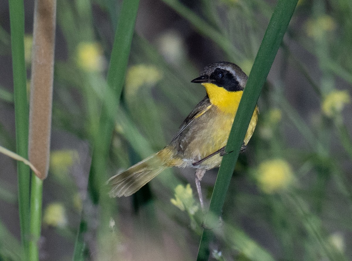 Common Yellowthroat - ML620224087