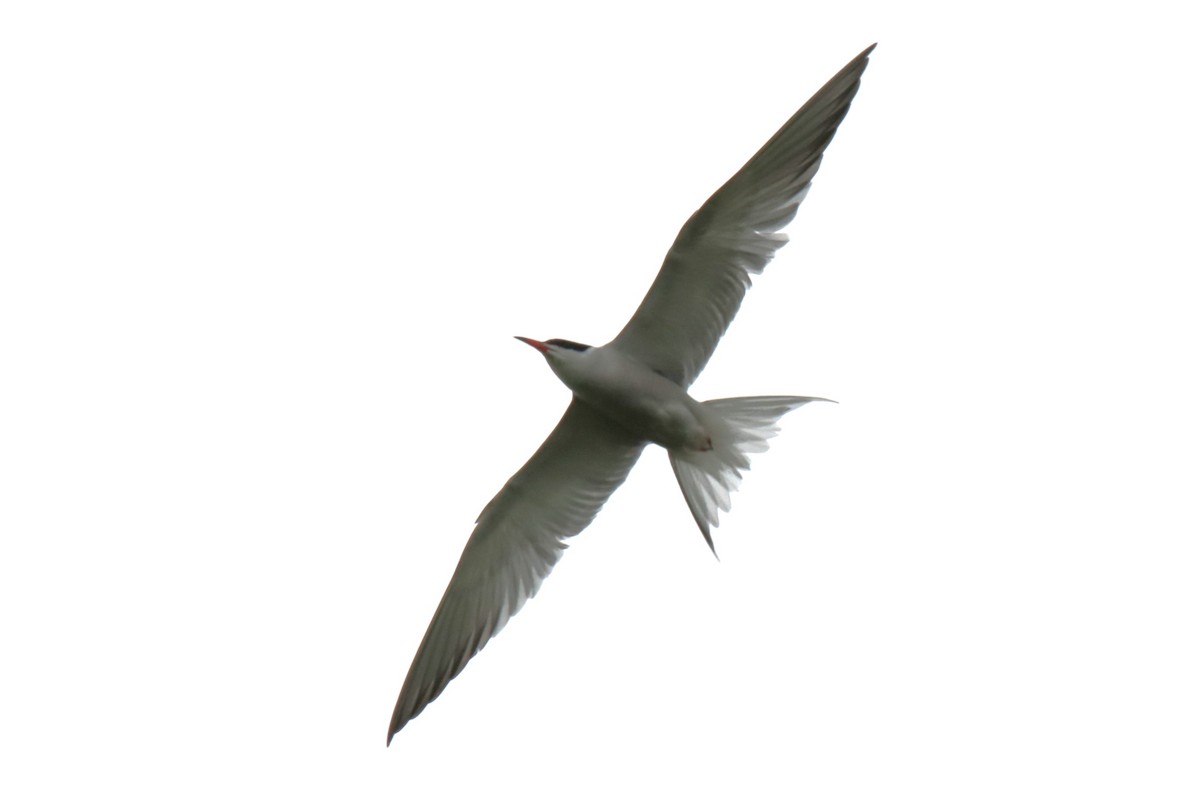 Common Tern - ML620224101