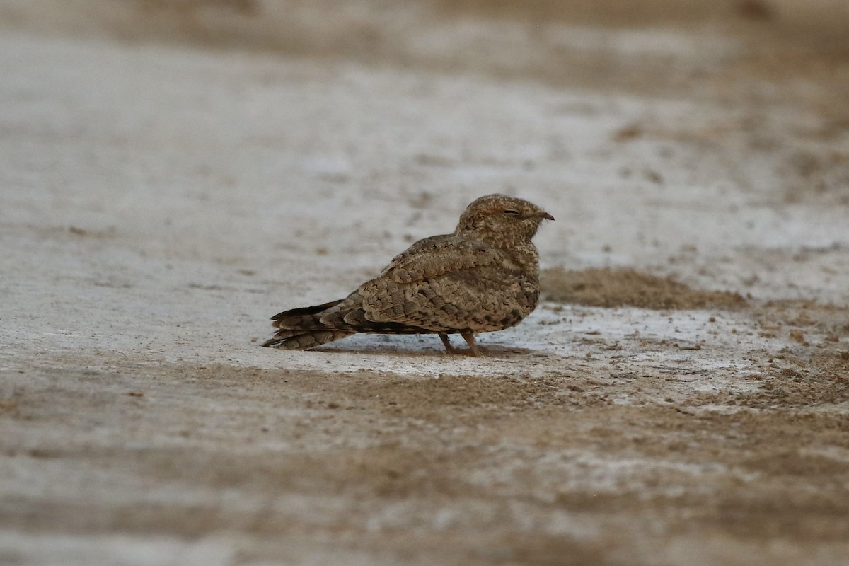 Egyptian Nightjar - ML620224108