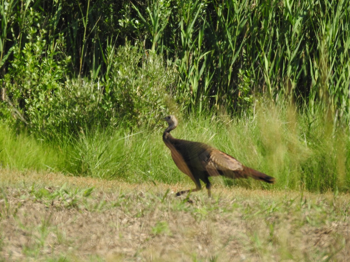 Wild Turkey - ML620224109