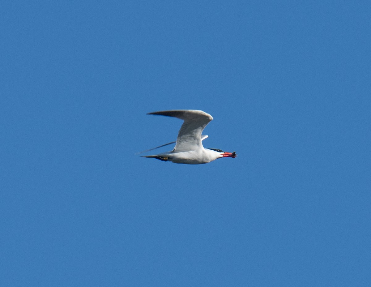 Caspian Tern - ML620224111