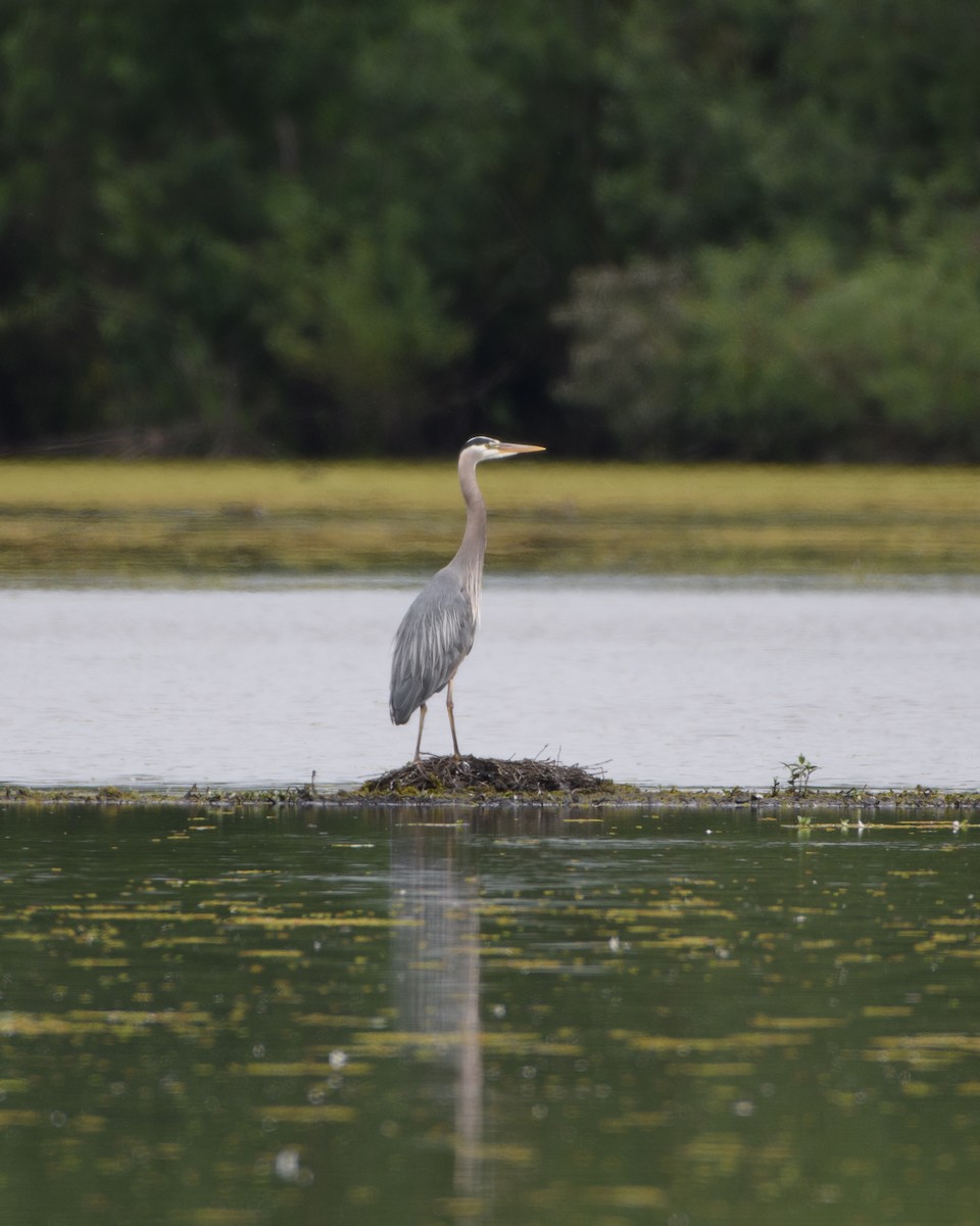 Great Blue Heron - ML620224133