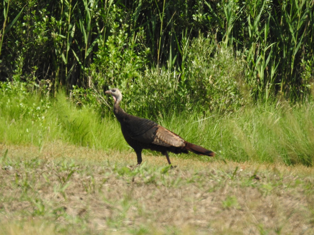 Wild Turkey - ML620224135