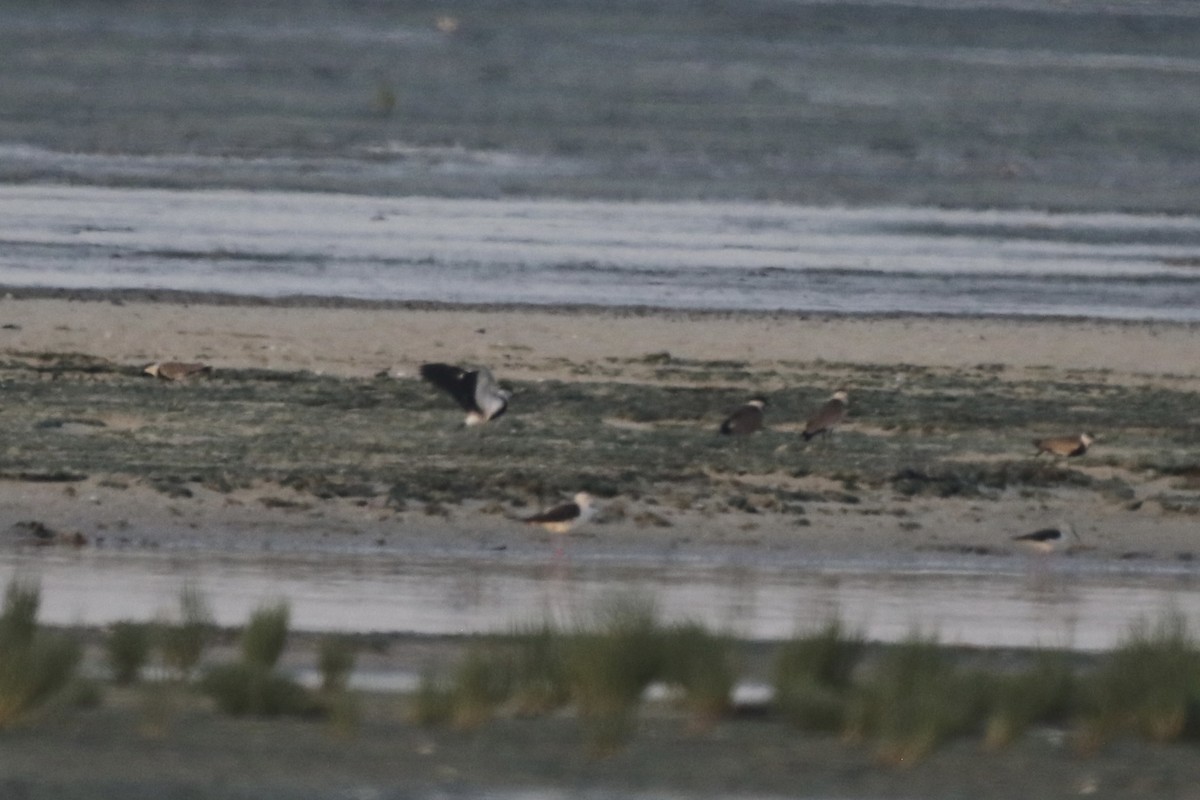 Spur-winged Lapwing - ML620224138