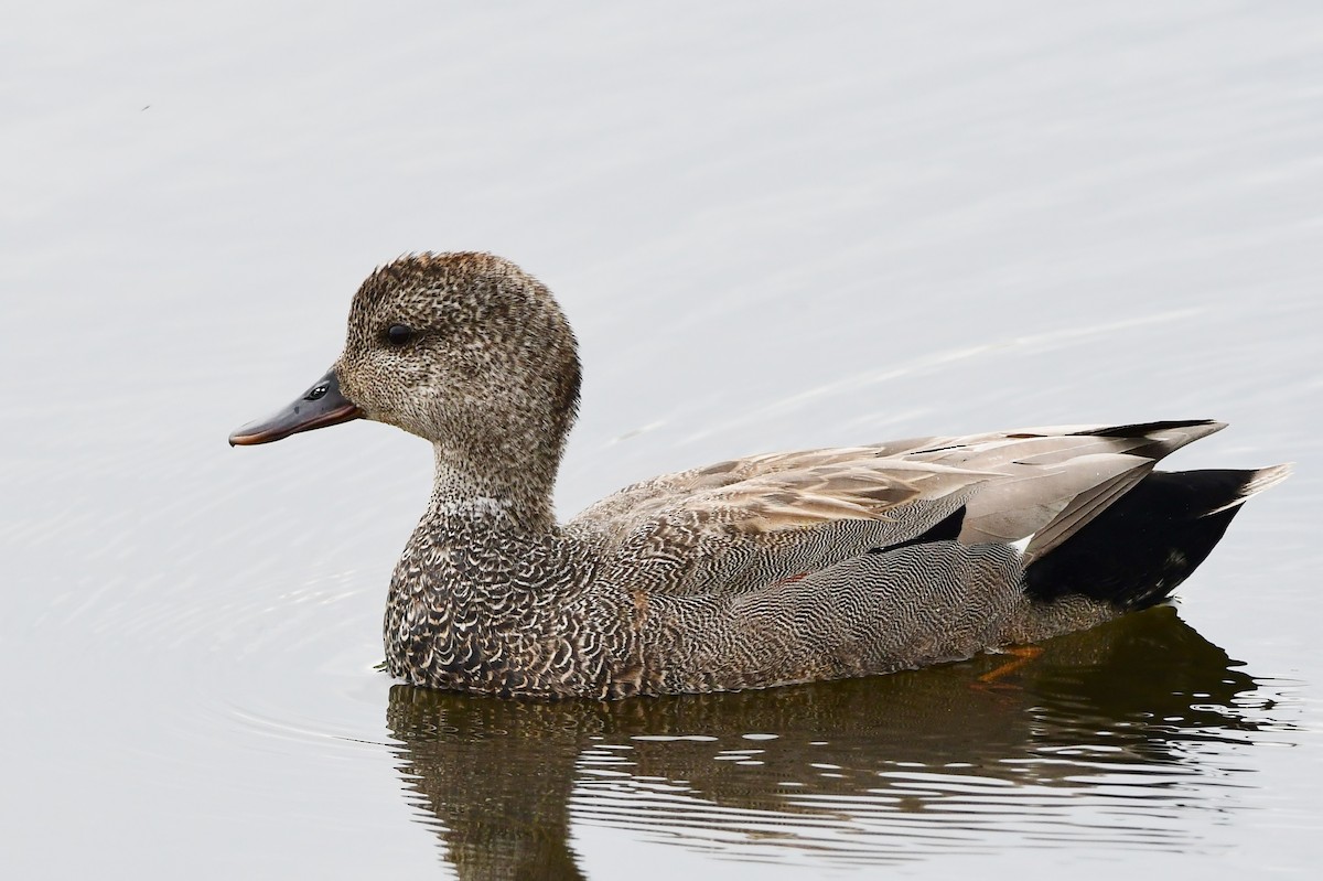 Gadwall - ML620224140