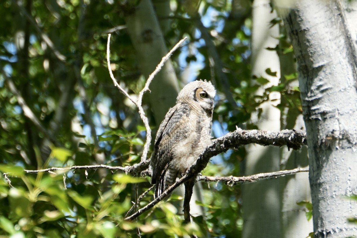 Great Horned Owl - ML620224142