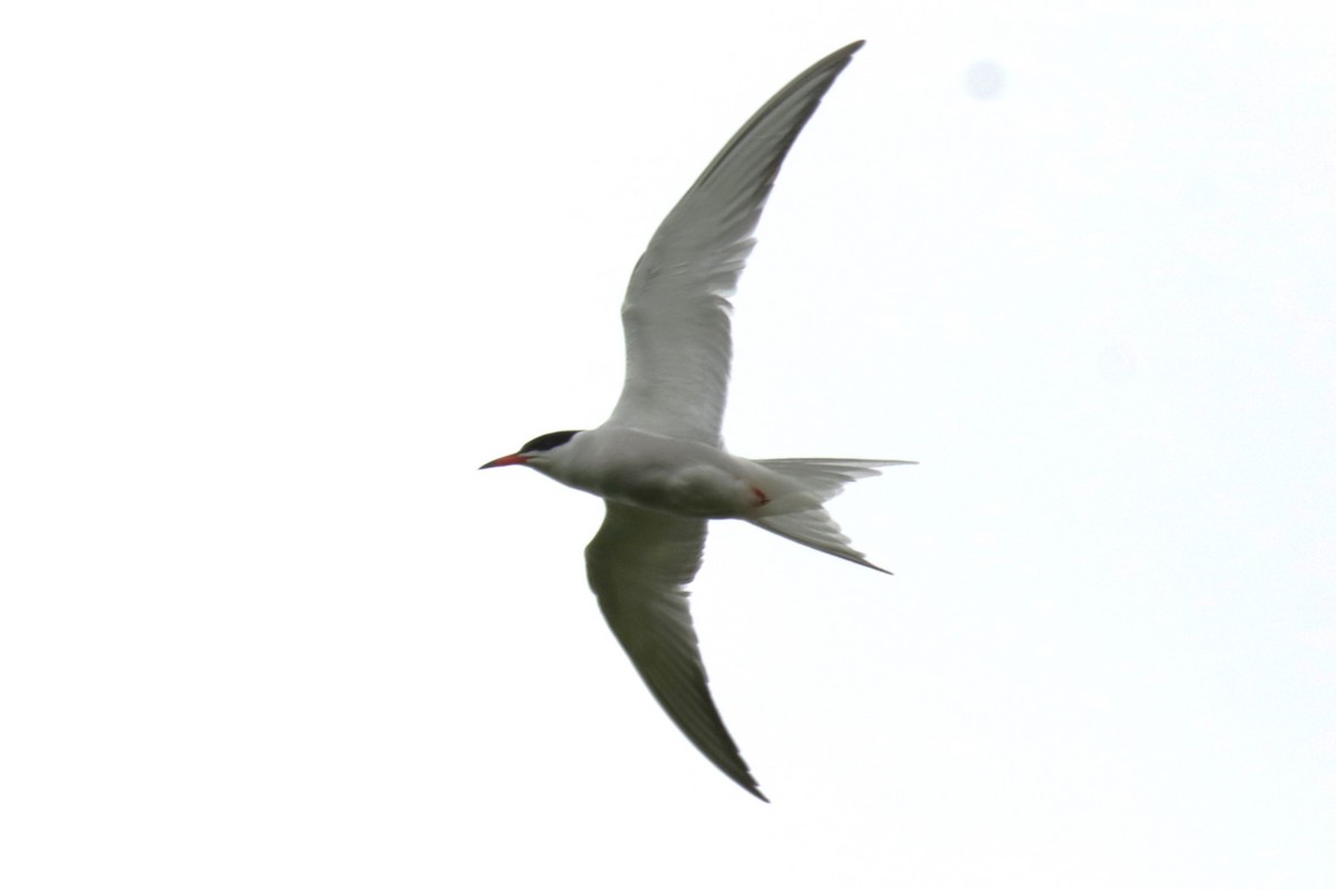 Common Tern - ML620224146