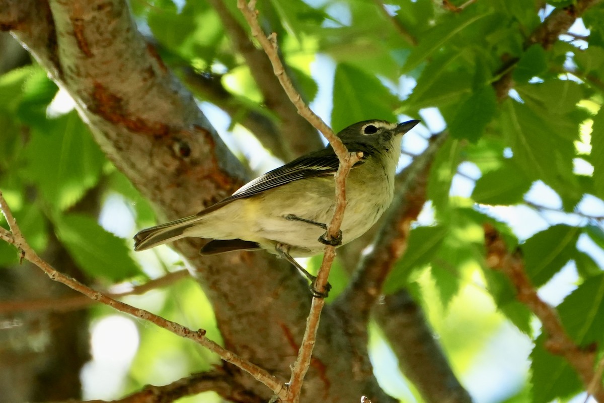 Cassin's Vireo - Kevin Waggoner