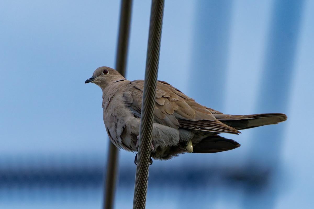 Eurasian Collared-Dove - Zhennong Li