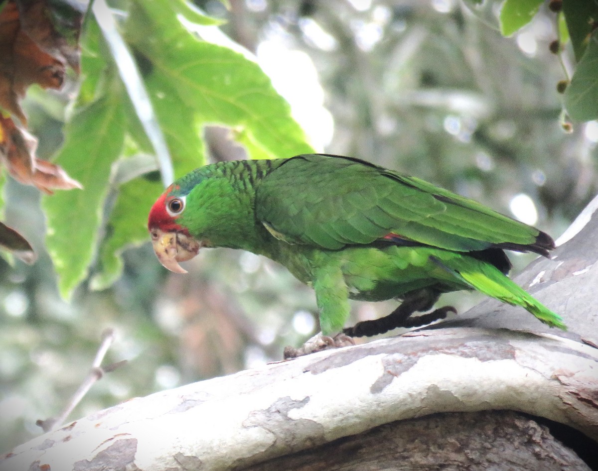 Red-crowned Parrot - ML620224167