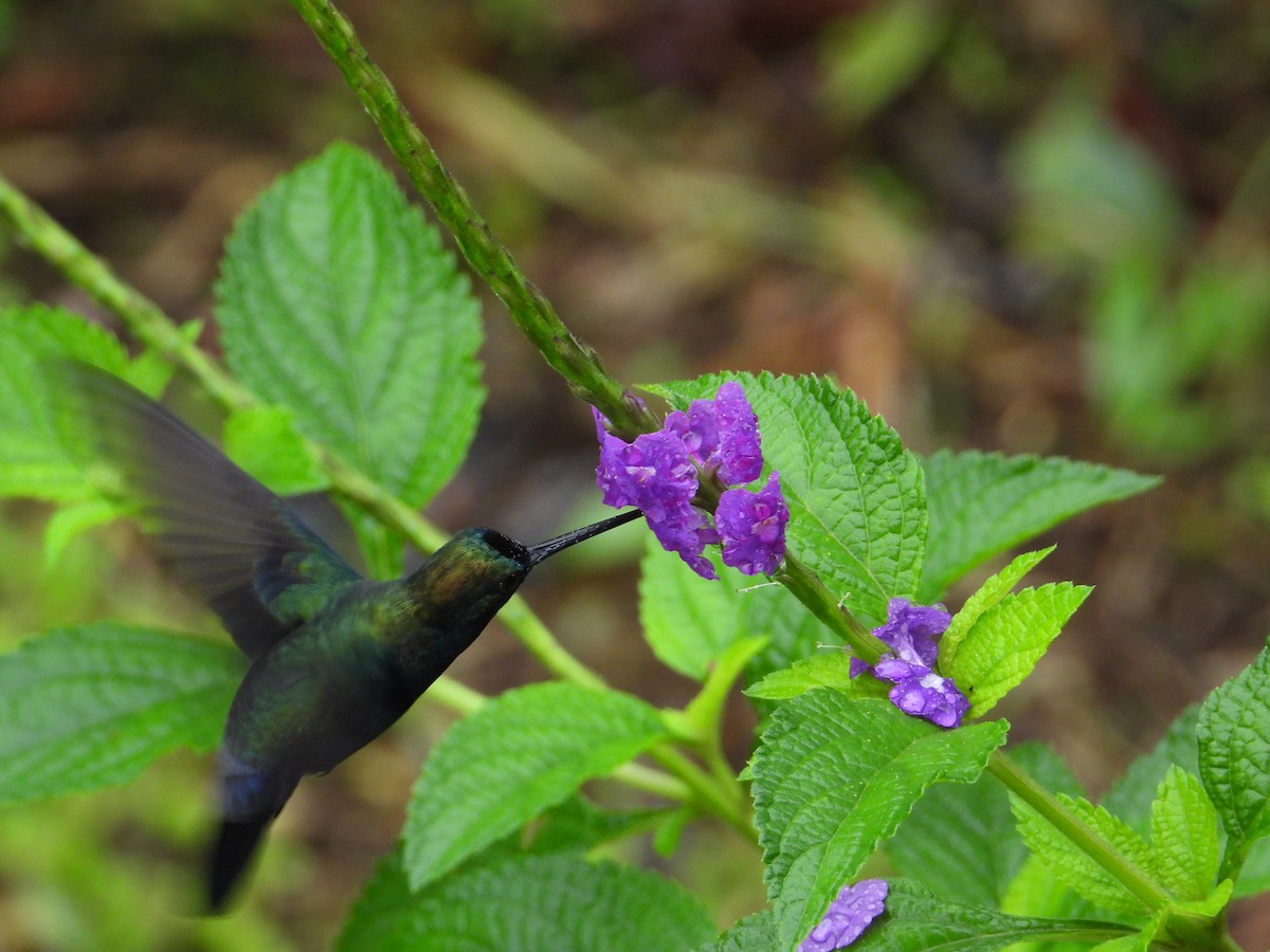 Blue-fronted Lancebill - ML620224171