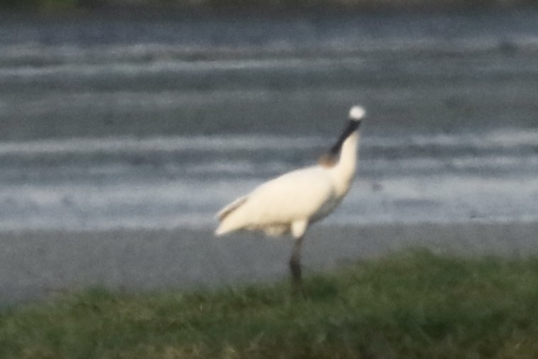 Eurasian Spoonbill - ML620224182