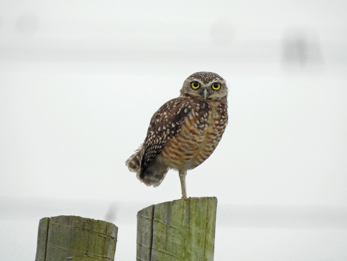 Burrowing Owl - ML620224183