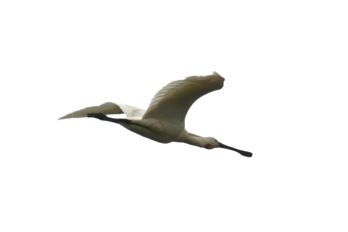 Eurasian Spoonbill - ML620224188